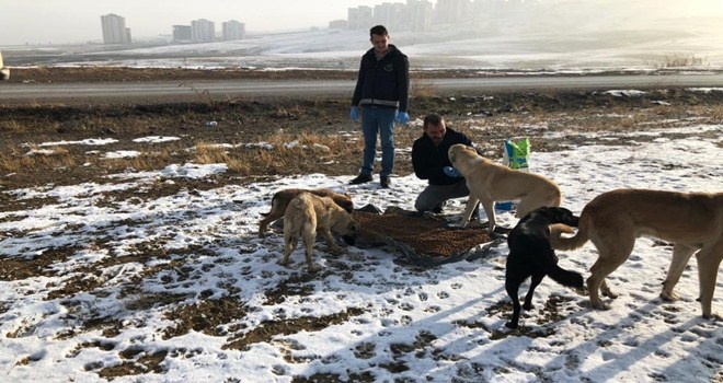 Doğadaki canlılar unutulmadı