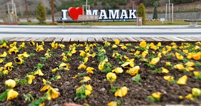 Mamak kışında çiçek açıyor