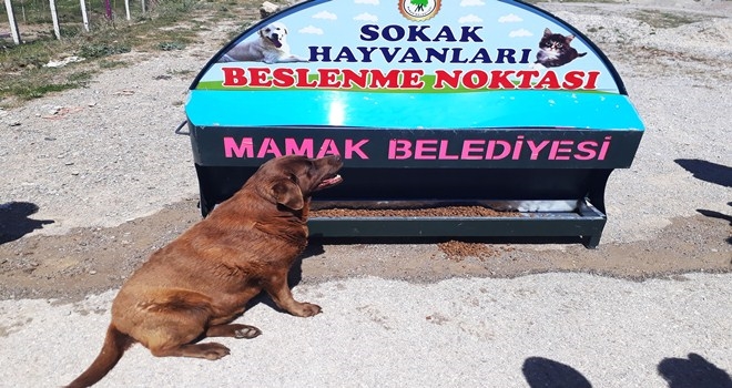 179 hayvan yeni yuvasına kavuştu