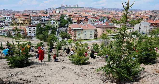 DAHA YEŞİL BİR KEÇİÖREN İÇİN KOLLAR SIVANDI