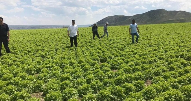 Beypazarı Kaymakamı Doludan Etkilenen Tarım Arazilerini Yerinde İnceledi