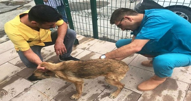 YARALI SOKAK KÖPEĞİ KORUMA ALTINDA