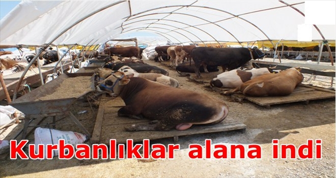 Etimesgut Belediyesi Kurban Pazarı Hazır