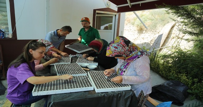 Seralarda Kışlık Çiçek Ekimine Başlandı