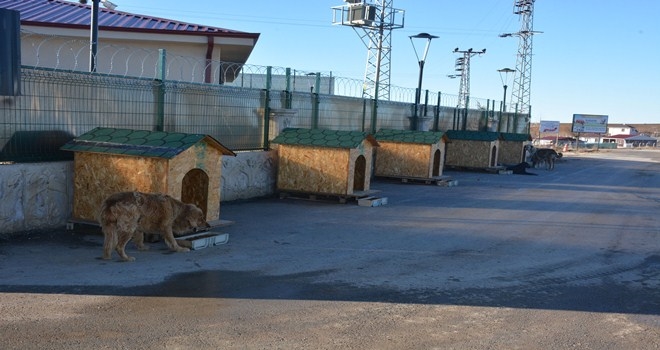 SOKAK HAYVANLARI SICAK YUVALARINA KAVUŞTU 