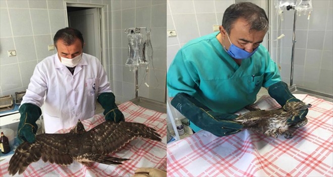 Avlanması yasak olan iki kızıl şahin yavrusunu vurdular