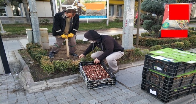 Kızılcahamam´a 10 Bin Lale Soğanı Dikildi