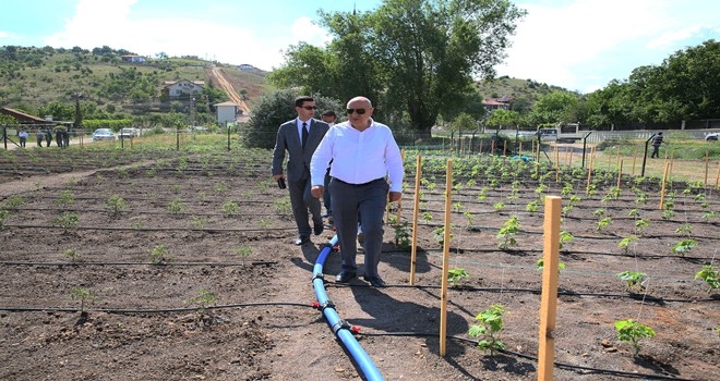 KEÇİÖREN BELEDİYESİ KIŞ BOSTANINDAN İLK HASADI BEKLİYOR 