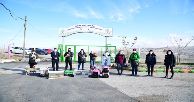 21 Hayvan Mamak Belediyesi Barınağı´na teslim edildi