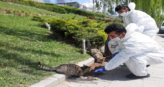 ETİMESGUT BELEDİYESİ PANDEMİDE SOKAK HAYVANLARI DA UNUTMUYOR