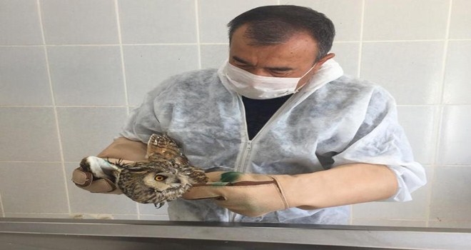 Yaralı baykuş yaşama tutundu