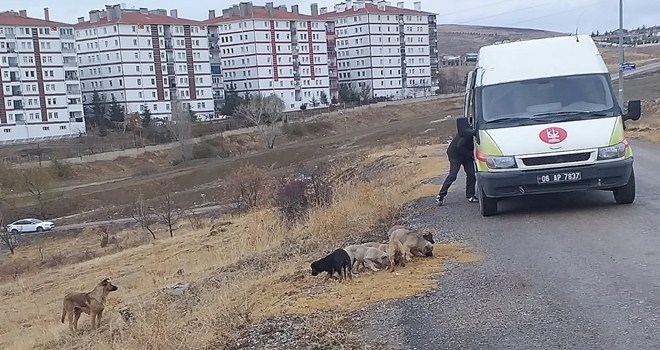 KEÇİÖREN´DE SOKAK CANLILARI UNUTULMUYOR