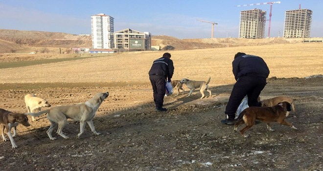 Belediye ekiplerinden can dostlara şefkat eli