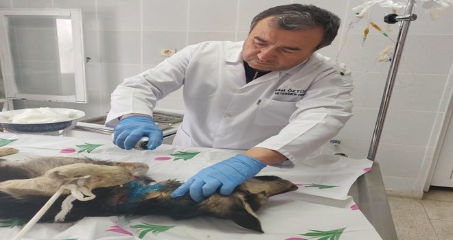Ölmek üzereyken bulundu, yaşama döndürüldü