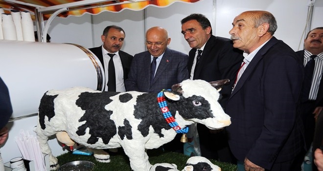 Yenimahalleliler akıllı inekle tanıştı