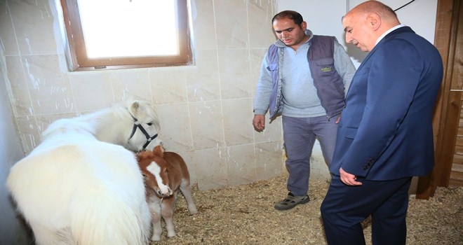YAVRU MİDİLLİYE İSİM ARANIYOR