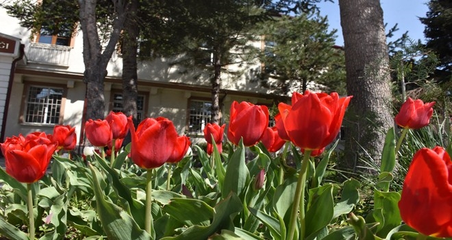 Kızılcahamam´da Laleler Açtı