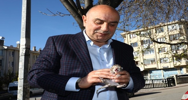 ALTINOK MİNİK KEDİYİ KORUMA ALTINA ALDI