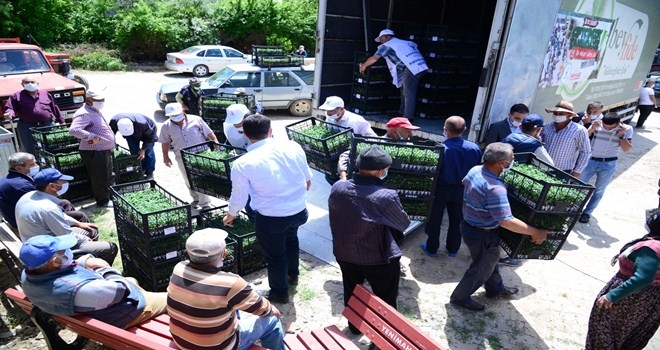 Domates üretim merkezinde yüz güldüren destek 