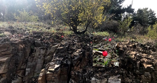 Kızılcahamam Lalesi