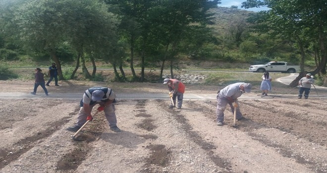 Üreğil Millet Bahçesi´nde Sebze Yetişiyor
