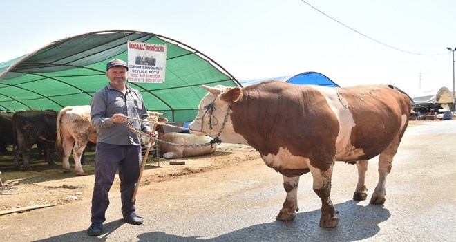 Kurban Pazarının Şampiyonu ? Paşa? oldu
