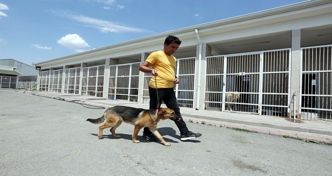 58 sahipsiz hayvana yeni yuva 