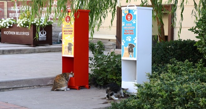 KEÇİÖREN´DE KEDİ VE KÖPEKLER  İÇİN MAMA İSTASYONLARI KURULDU