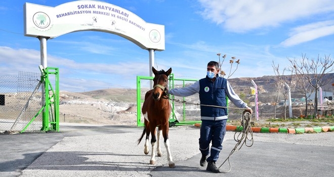 Düldül´ün yolu Mamak´a düştü