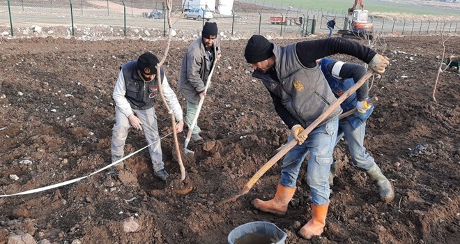 KEÇİÖREN BELEDİYESİ 17 DÖNÜMLÜK MEYVE BAHÇESİ KURUYOR