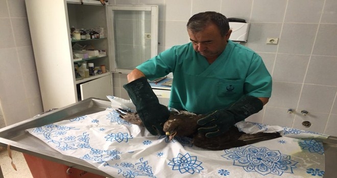 Yaralı şahin tedavi edildikten sonra gökyüzüne bırakıldı 