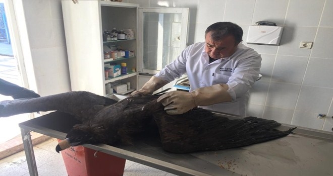 Yaşama döndürülen yaralı akbaba doğaya bırakıldı