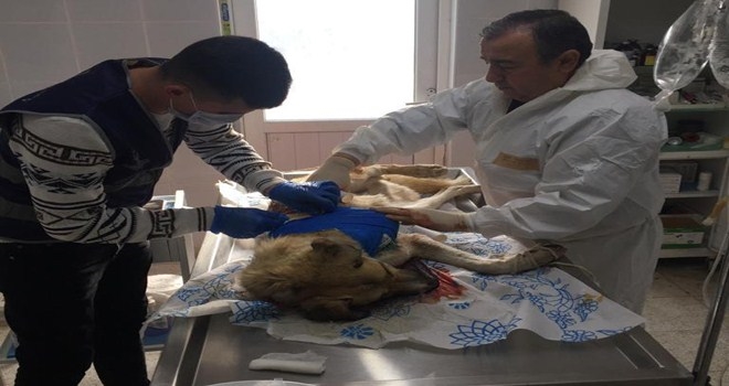 Domuz sürüsünün saldırdığı Mazlum´a yaşam dokunuşu