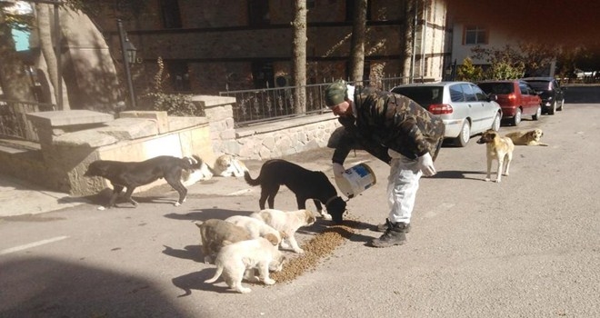Kızılcahamam Belediyesi Sokak  Köpekleri İçin Seferber Oldu