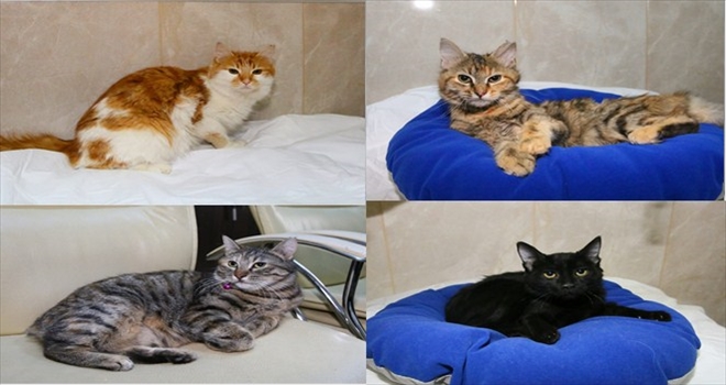 MİNİK KEDİLER YENİ SAHİPLERİNİ BEKLİYOR