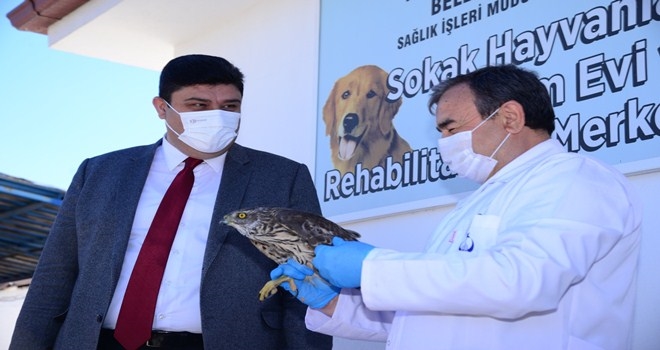 Başkan Oğuz tedavi edilen atmacayı doğaya bıraktı