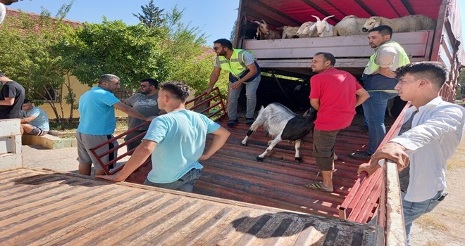 YANGINZEDE KÖYLÜLERE 240 KÜÇÜKBAŞ HAYVAN DESTEĞİ