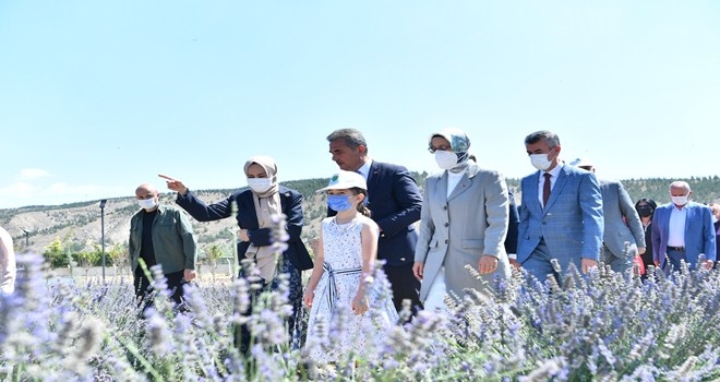 Lavanta bahçesinde ilk hasat yapıldı