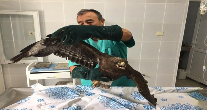 Silahla yaralanan şahine yaşam dokunuşu