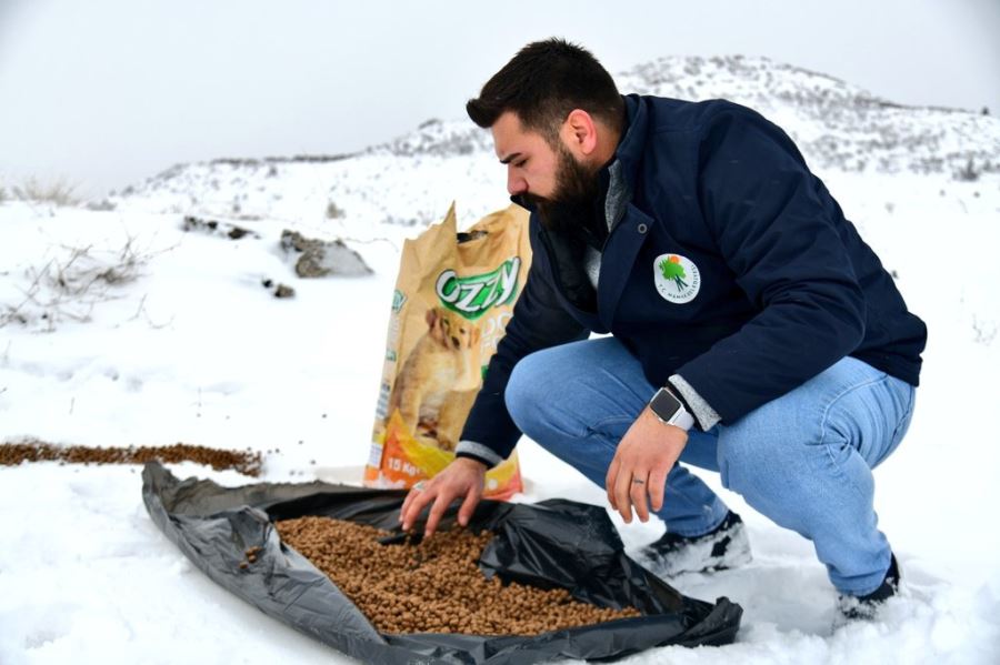 Sokak Hayvanlarına Dört Mevsim Destek