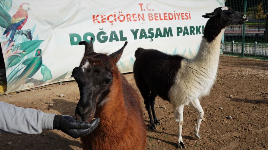 SONBAHAR GELDİ DOĞAL YAŞAM ŞENLENDİ 