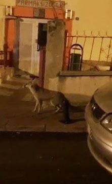 SOSYAL MEDYADA GÜNDEM OLAN TİLKİ İÇİN  DOĞAL YAŞAM ALANINA YİYECEK BIRAKILDI