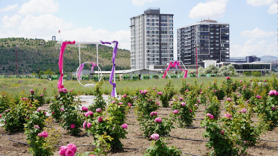 FOTOĞRAF TUTKUNLARININ YENİ ADRESİ AROMATİK BİTKİLER BAHÇESİ  