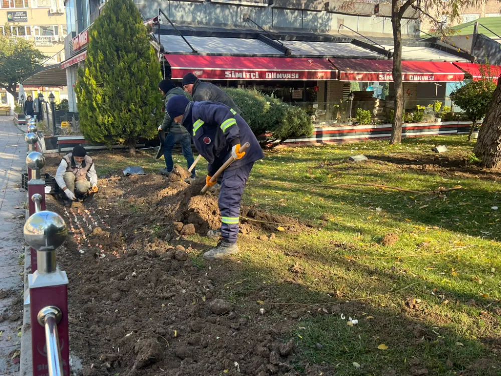 SİNCAN’DA LALE SOĞANLARI TOPRAKLA BULUŞUYOR