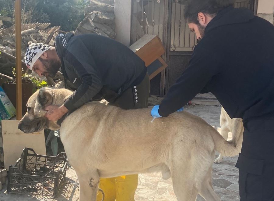 Veteriner İşleri Müdürlüğü  Ekipleri Deprem Bölgesinde
