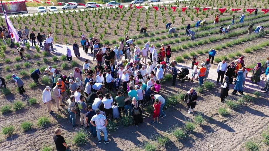 KEÇİÖREN’DEKİ LAVANTA VE  GÜL BAHÇESİ’NDE HASAT ZAMANI
