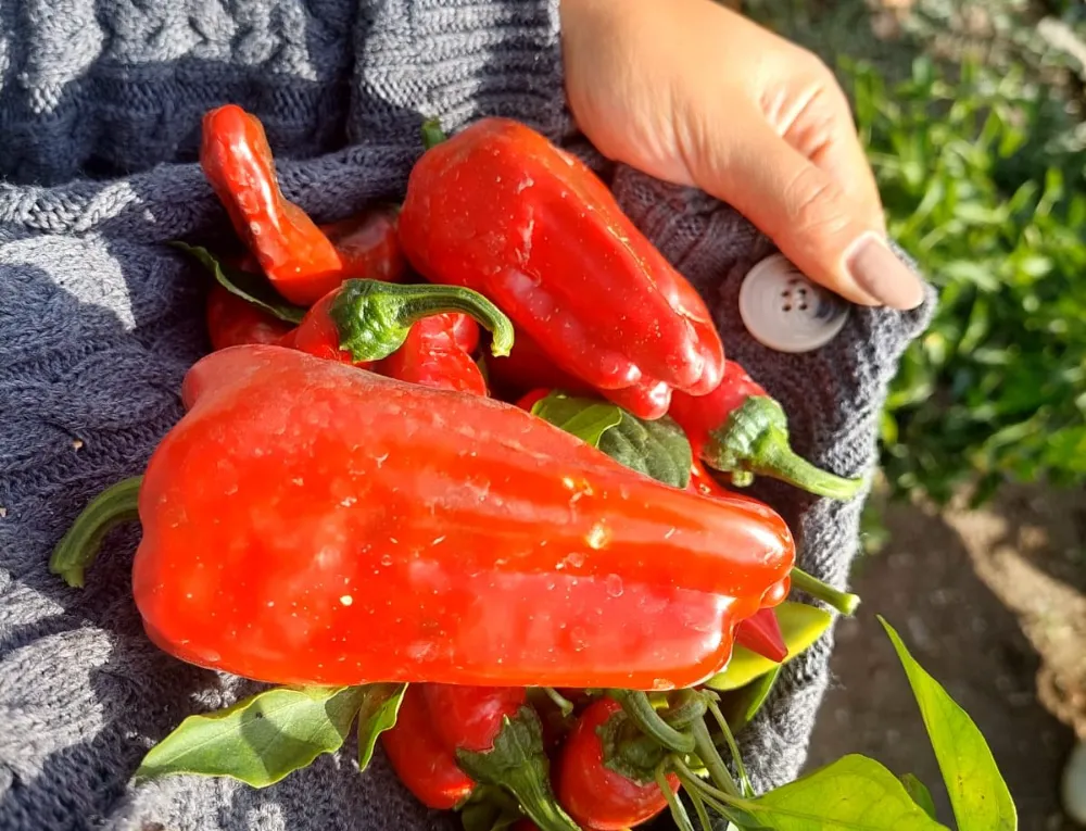 Mamak’ta Ata Tohumu Çalışmaları Sürüyor